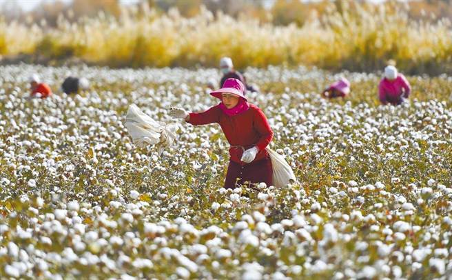 联合国人权事务高级专员巴切莱特（Michelle Bachelet）8日宣布预计今年5月访大陆，行程包括新疆，美国常驻日内瓦联合国代表克罗克（Sheba Crocker）表示，将敦促北京确保巴切莱特的访问不受阻碍。图为新疆的棉田。（中新社）