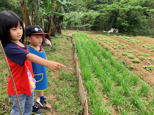 大坪附幼带幼生社区踏查，观察小菜园。（新北市教育局提供）