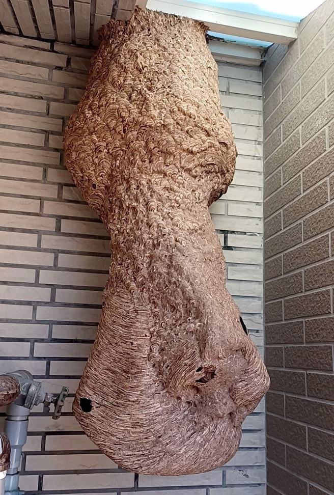 阳台惊见神秘土色粉末，抬头一看眾人全吓歪。（图／翻摄自爆废公社）