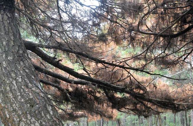 金門國家公園中山林近年遭受松材線蟲入侵，松樹林群大量萎淍死亡。（李金生攝）