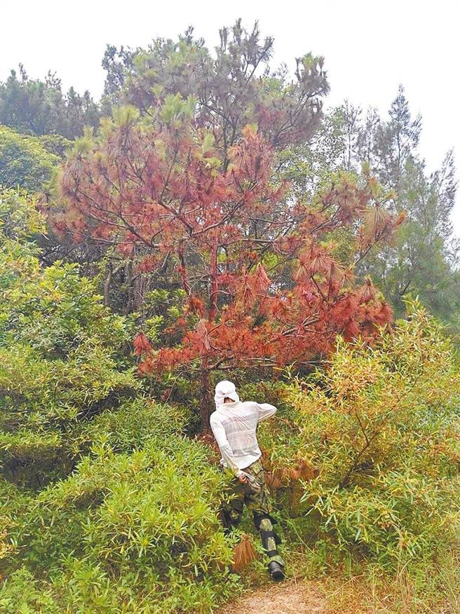 松材線蟲大舉入侵金門，造成松樹群大量感染枯萎死亡。（金門縣林務所提供）