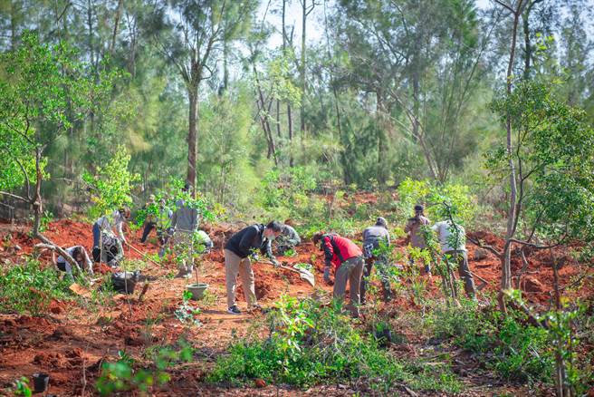 金管處今天種下800株包括樟樹、豆梨在內的原生樹種。（金管處提供）