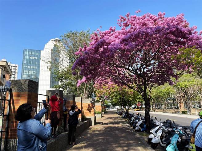 不少民眾到民权国小后方抢拍。（洪靖宜摄）