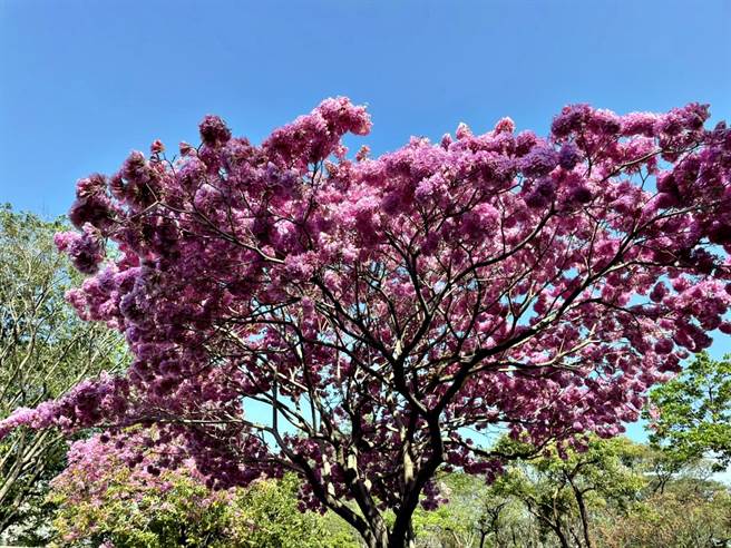 民权国小后方洋红风铃木。（洪靖宜摄）