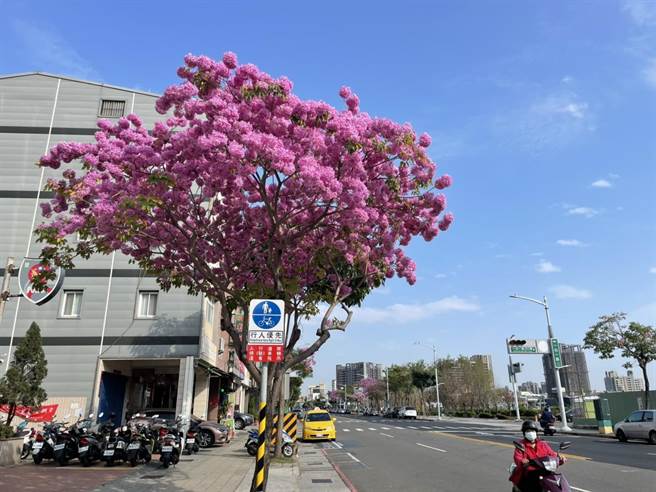 前镇警分局前一心路上也有不少颗风铃木。（洪靖宜摄）