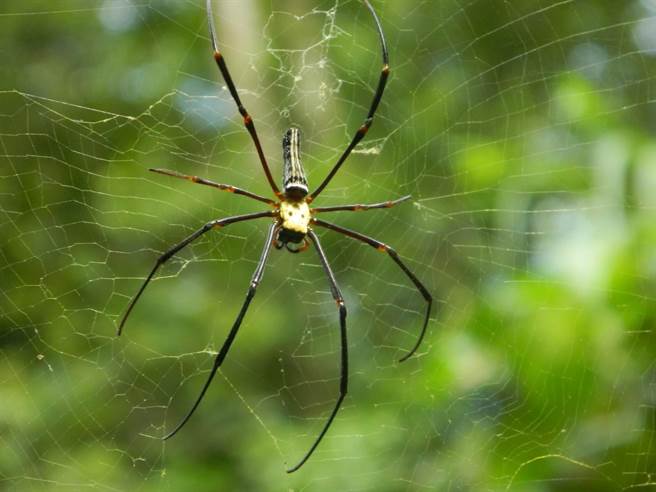 石牌坑亲水步道内动植物生态丰富之一的人面蜘蛛（彰化市公所提供／吴敏菁彰化传真）