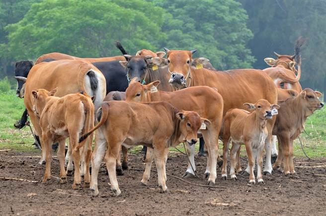 金门牛只挥别「牛结节疹」疫情阴霾，农委会公告解除销台禁令。（李金生摄）