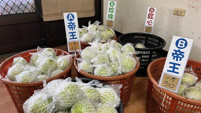 台南市后壁区安溪寮为市内芭乐产地，年前品质上等的芭乐，产地价每台斤可达40元，但年后价格却如溜滑梯一路往下甚至跌到20元。（张毓翎摄）