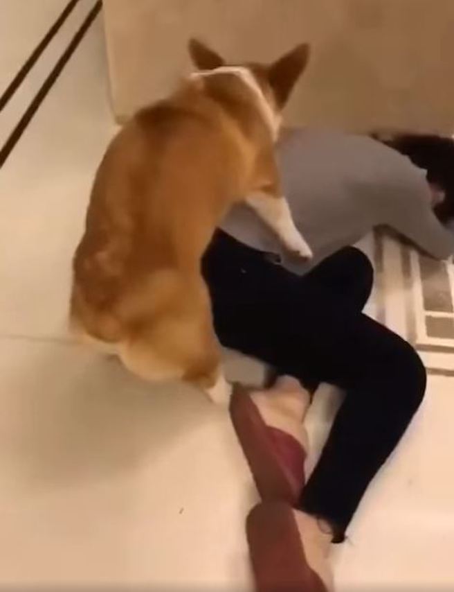 有名女子為了測試家犬突然昏倒，卻見家犬秒趴她身上做出「活塞」運動。（翻攝自臉書爆廢公社公開版）