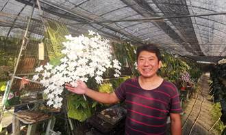台南珍寶蘭園「台灣阿嬤」開花  一次開200多朵