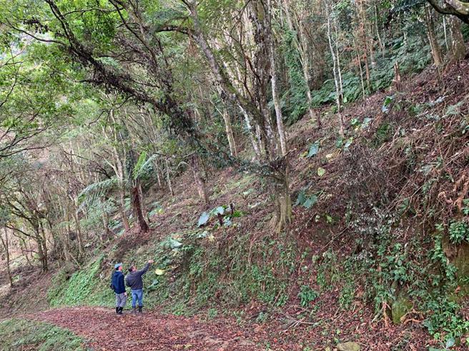 （辅导原乡奖励造林地。图／林试所提供）