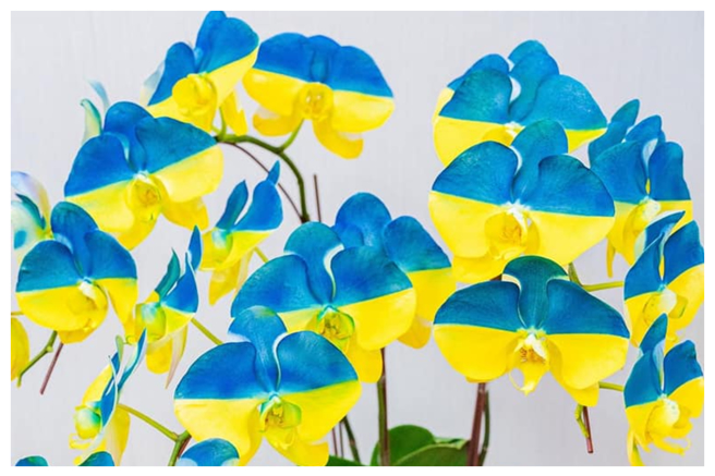 潘孟安在脸书晒出和乌克兰国旗一样顏色的兰花，表达力挺乌国之意。（图片摘自潘孟安脸书）