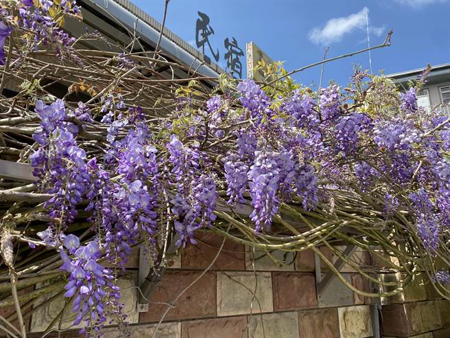 瑞里紫藤花季今天登场，目前花开约3成。（张亦惠摄）
