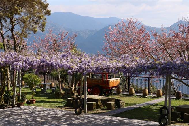 石棹长青居紫藤花目前花开7成。（张亦惠摄）