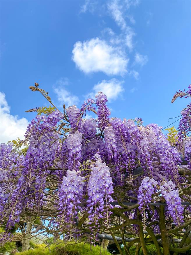 石棹长青居紫藤花目前花开7成。（张亦惠摄）