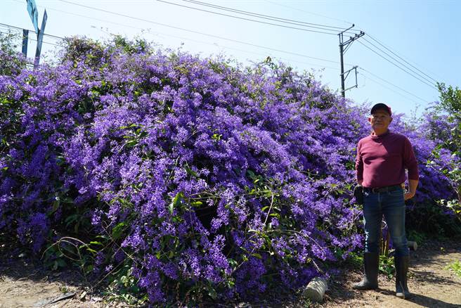 南投县中寮乡671茶花园园主吕伯村，因热爱紫色在自家茶园种植「锡叶藤」，原只种植一株想自己观赏，没想到20年过去长成近80公尺锡叶藤花墙。（吴建辉摄）
