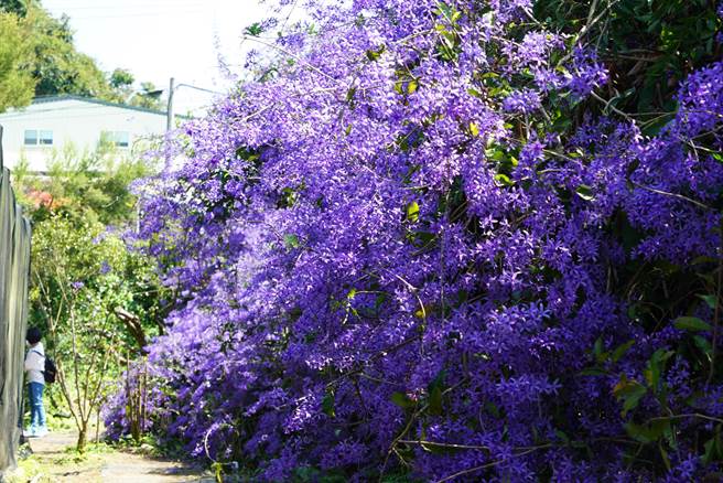 吕伯村说，其实他不只种植锡叶藤，里面还有其他紫色植物，今年因气候分散开花，没有像过去会炸开，但还是很美，预计能开到3月中旬。（吴建辉摄）