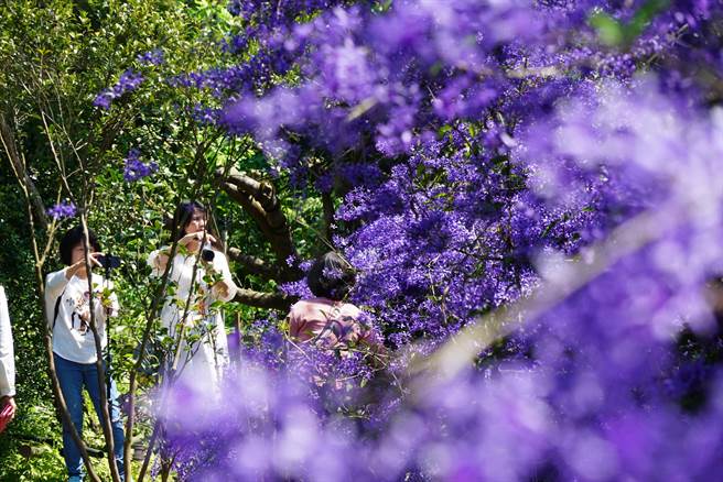 吕伯村强调，虽然砍掉一些但园区内的锡叶藤还是很多，呼吁到访的游客注意自身安全，将车辆停好不要逗留在马路，随时欢迎喜欢紫色锡叶藤的朋友，一起到中寮赏花。（吴建辉摄）