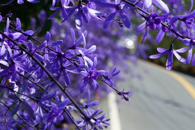 吕伯村说，民眾到访车子乱停影响交通，他有点在意，去年将长出园出横跨到马路的锡叶藤都砍除，希望想拍照的游客都能进到里面，这样才安全。（吴建辉摄）