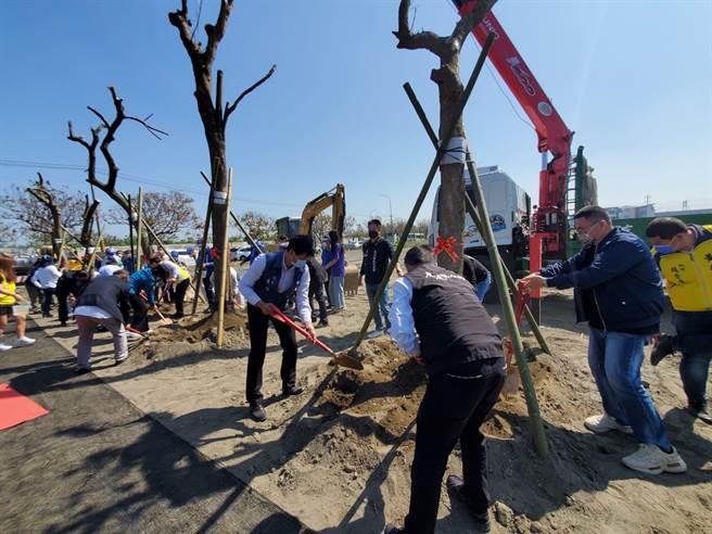 线道164线拓宽工程沿线的400多棵30年树龄的火焰木，移植到高铁特定区，县府为此特成立「树木银行」，今11日启用。（周丽兰摄）
