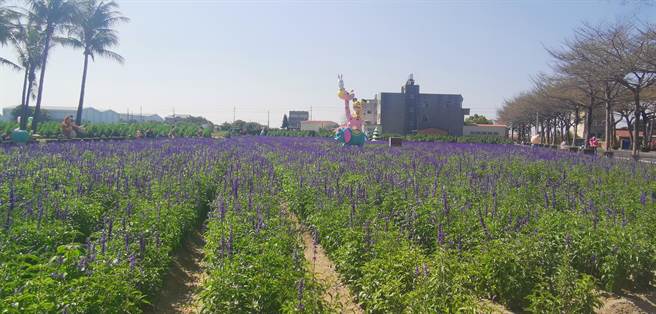 台南学甲区蜀葵花文化节3月19日在光华里蜀葵专区办理开幕式。（刘秀芬摄）