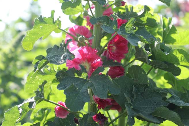台南学甲区蜀葵花文化节3月19日在光华里蜀葵专区办理开幕式。（刘秀芬摄）