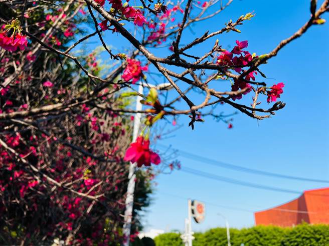 台中市警局第六分局工业区派出所旁栽种的樱花近日盛开，成为城市中的赏樱秘境。(警方提供／林欣仪台中传真)