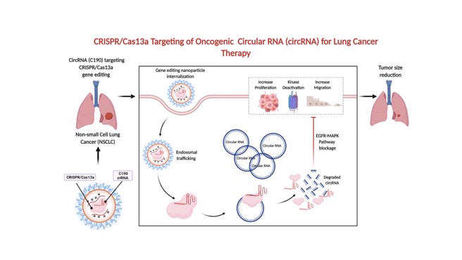荣阳交研究团队指出，利用基因治疗合併RNA剪辑技术，可以剔除致癌的环状RNA 190，阻断癌细胞的讯息传递，是癌症治疗的新方向。(图/台北荣总提供)
