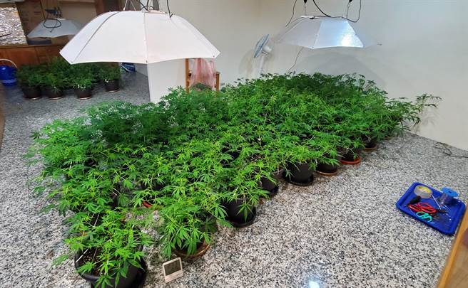 43岁赖姓农夫受雇于于贩毒集团，利用园艺专长照料大麻，并打造专属的大麻培育室。（台中市警察局提供／张妍溱台中传真）