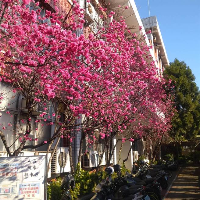 豐原警分局大門內近期也默默綻放整排櫻花，相當美麗。（警方提供／陳淑娥台中傳真）