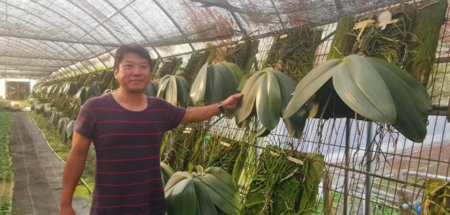 台南市玉井区珍宝兰园有200多株象耳兰。（刘秀芬摄）