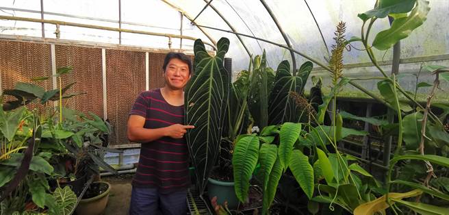 台南市玉井区珍宝兰园拓展观叶植物市场，火鹤之后叶片有半个人高。（刘秀芬摄）