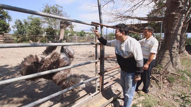 鸵鸟园里的鸵鸟们，每只都神采奕奕。/图片来源：语缇国际