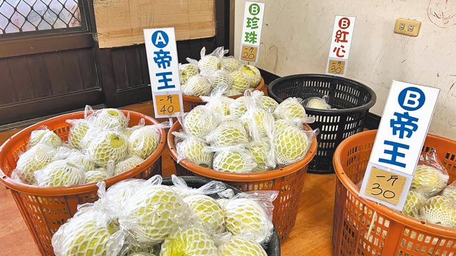 台南市后壁区安溪寮为市内芭乐产地，今年过年前，品质上等的芭乐，产地价格每台斤可达40元，年后价格却像「溜滑梯」，跌到只剩20元。（张毓翎摄）