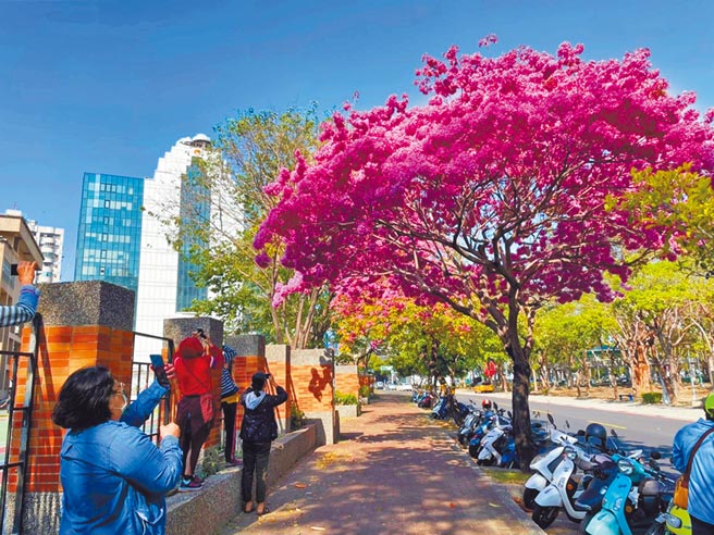 高雄民权国小后方这株红花风铃木花开得旺盛，不少民眾前来抢拍。（洪靖宜摄）