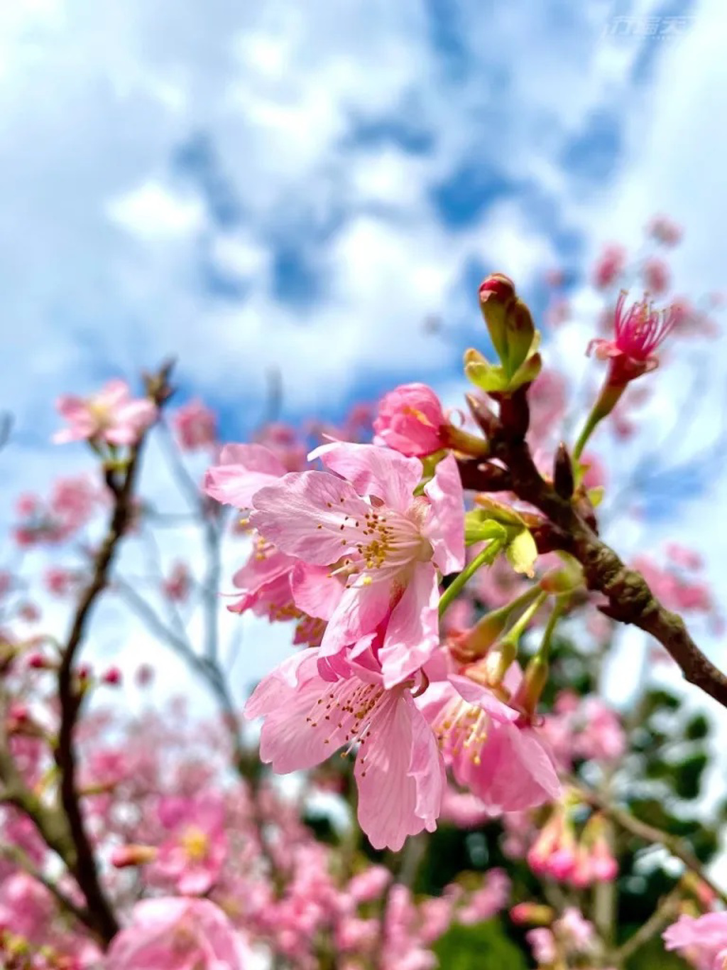陽明山櫻花種類多，除了山櫻花，還可欣賞八重櫻、昭和櫻。 (圖/行遍天下)