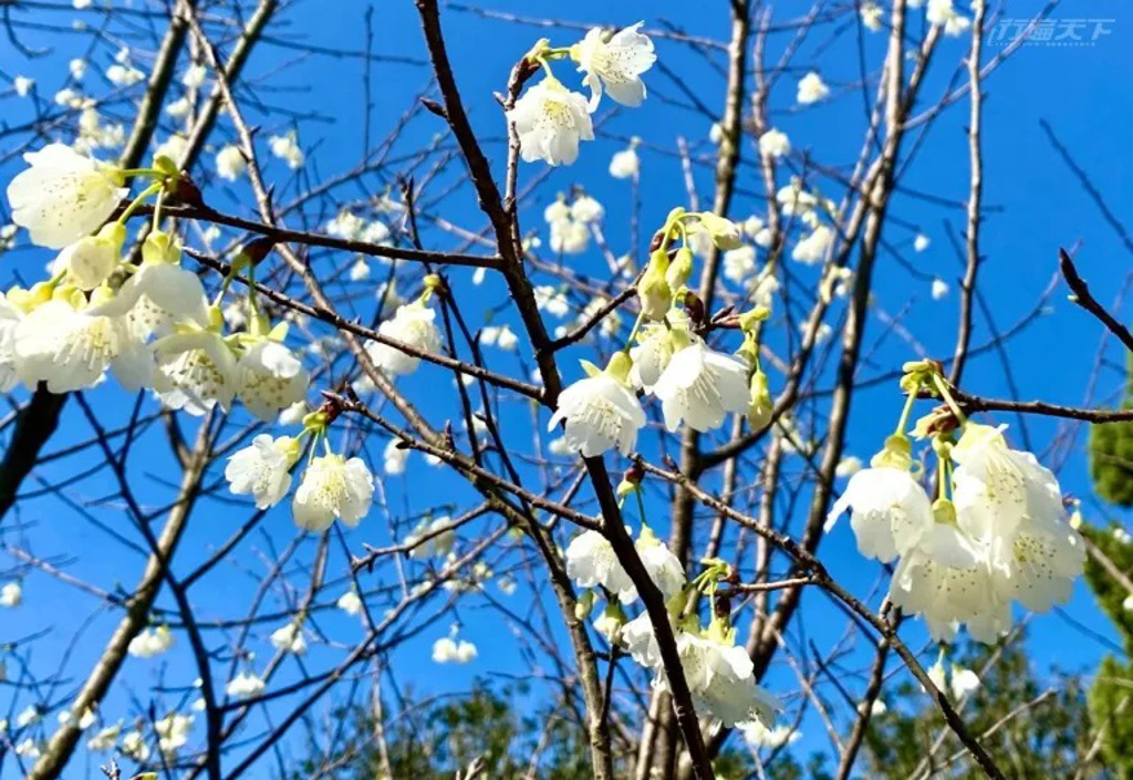 花卉試驗中心也能觀賞到綠萼山櫻花。 (圖/行遍天下)