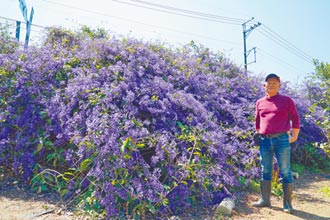 南投栽種錫葉藤20年 長成紫色花牆