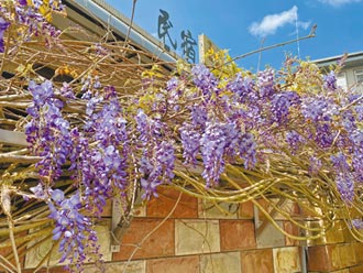 瑞里紫藤花季起跑 歡迎來賞花、許願