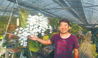 60歲台灣原生種蝴蝶蘭 盛開205朵花