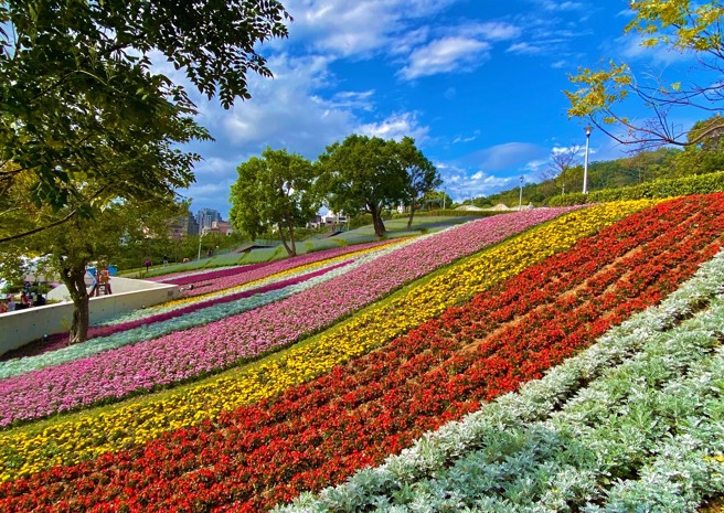 五彩缤纷的孔雀草、五彩石竹、银叶菊、四季秋海棠，以全新配色为三层崎花海增添美感。(图/行遍天下)