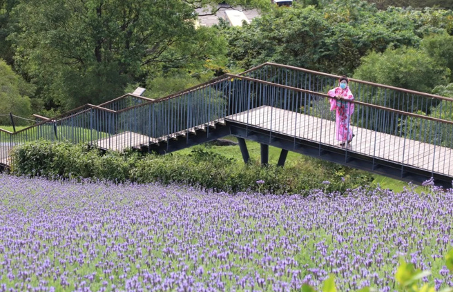 三层崎花海今年加种的16,000盆羽叶薰衣草，是最新赏花焦点，沿着山坡绽放的紫色花海，美轮美奂。(图/行遍天下)