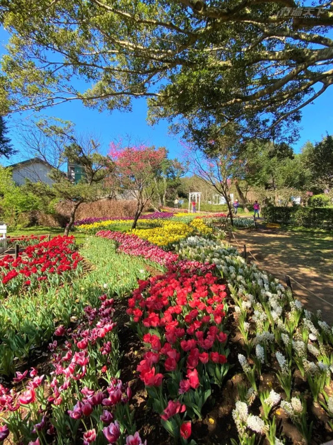 花卉试验中心入口处的郁金香花园，以缤纷色彩迎客。(图/行遍天下)