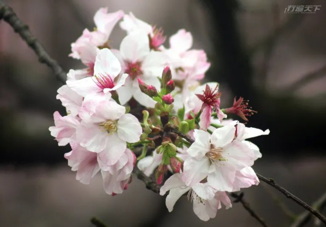 时序进入三月，阳明山的赏樱焦点将由粉白色的吉野樱接棒。(图/行遍天下)