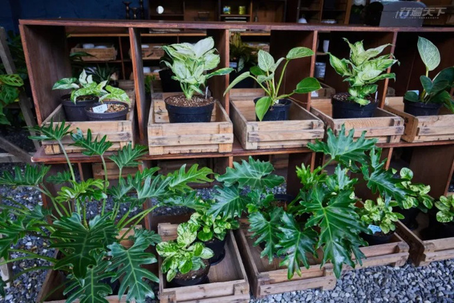 許多人植物控會專門上山來這裡買盆栽。(圖/行遍天下)