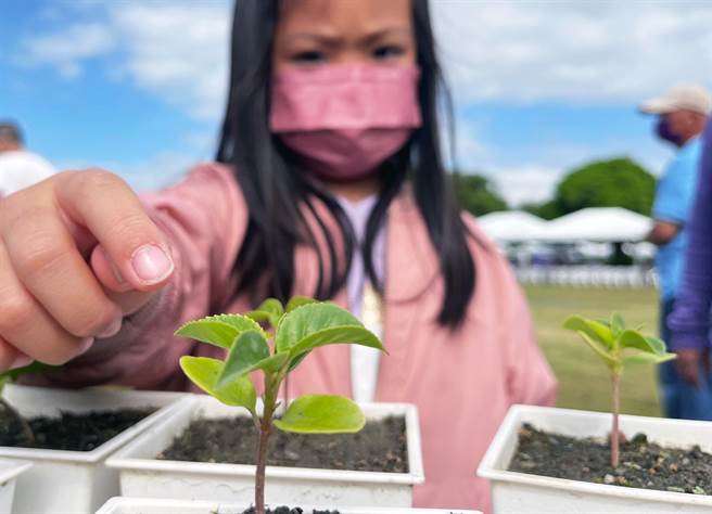 台东县政府农业处培育出600株「金城武树宝宝」，今天送民眾带回家栽种。（庄哲权摄）