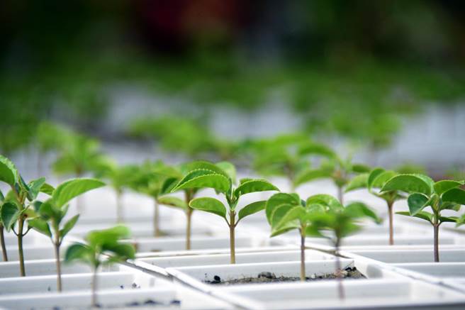 台东县政府农业处培育出600株「金城武树宝宝」，今天送民眾带回家栽种。（庄哲权摄）