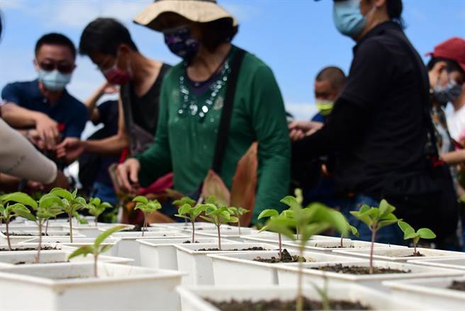 台东县政府农业处培育出600株「金城武树宝宝」，今天送民眾带回家栽种。（庄哲权摄）