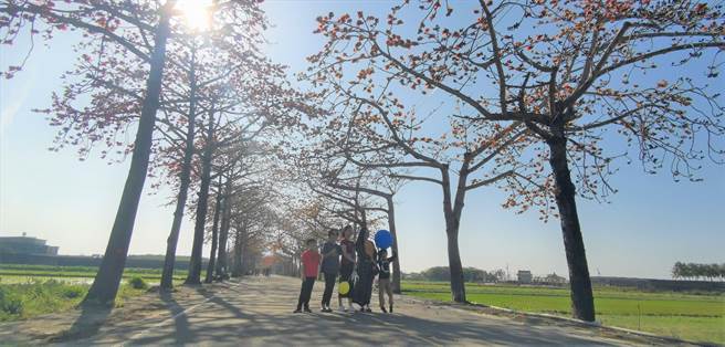 木棉花道吸引游客拍照。(刘秀芬摄)