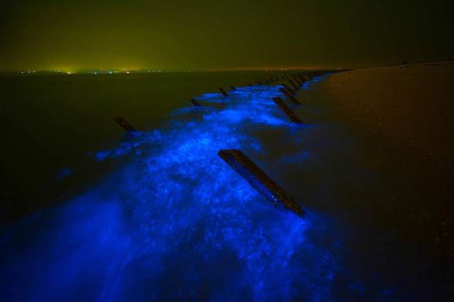 金门蓝眼泪大爆发，业者推出各式特装游程。(图片来源许进西)